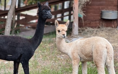 Lama Alpaka – Farmapark u Toma